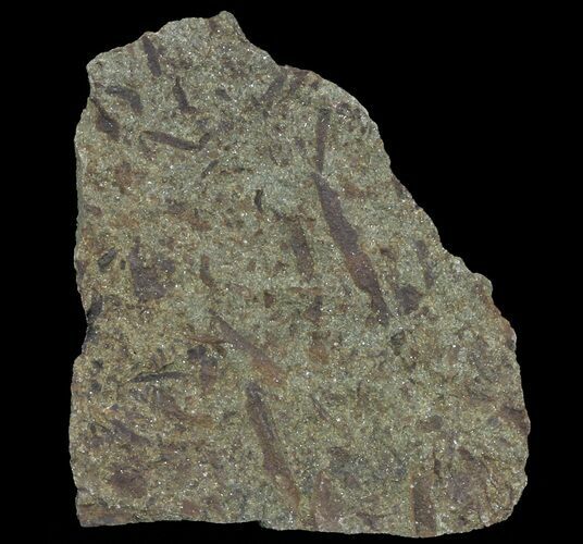 Plate Of Devonian Plant (Gosslingia) Fossils - Wales #66671